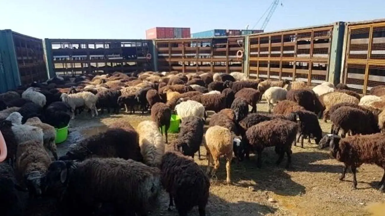 قیمت جدید دام زنده مشخص شد/ گوسفند در کدام استان ارزانتر است؟