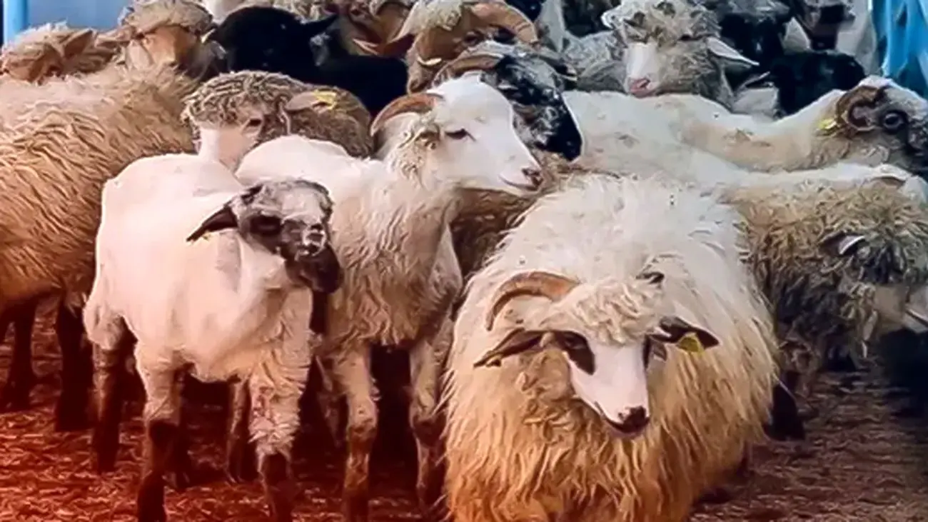 قیمت گوسفند زنده امروز پنجشنبه  ۹ مرداد ۱۴۰۴ / ارزان ترین و گران ترین استان ها مشخص شدند +جدول