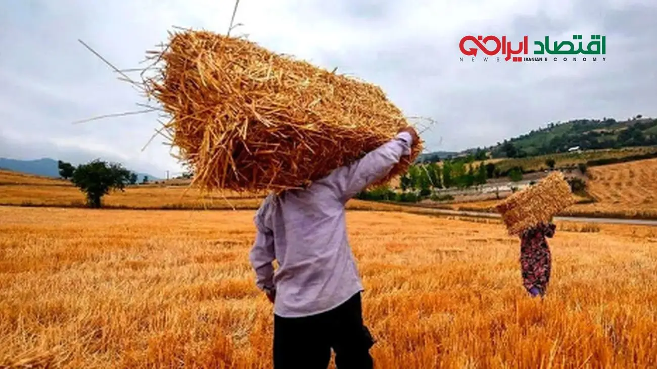خبر مهم برای گندمکاران/ قیمت جدید گندم منتشر شد!