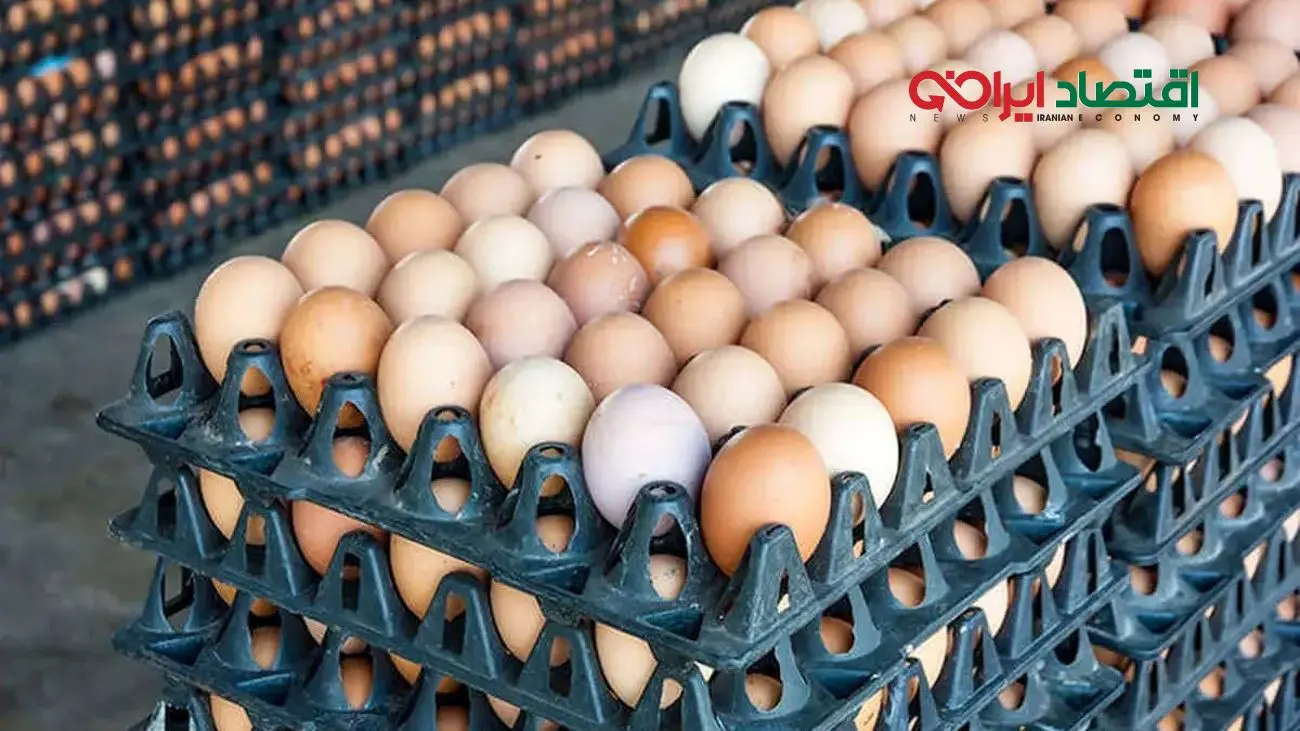 قیمت تخم مرغ امروز به اوج خود رسید؛ هر شانه تخم مرغ چند؟