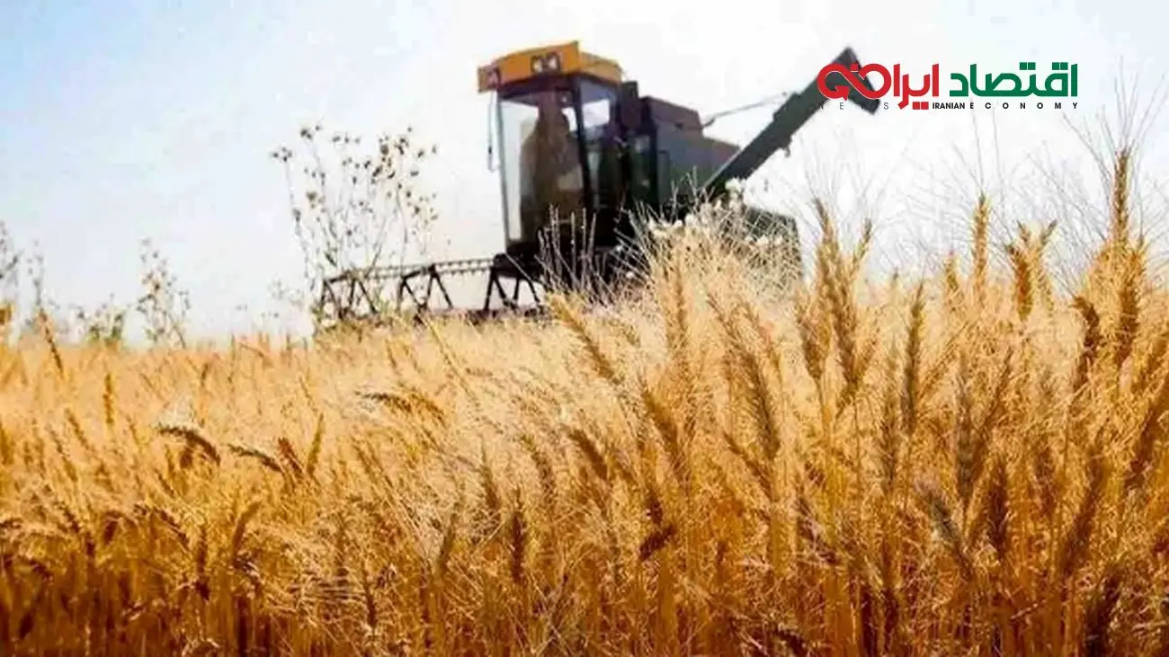 نرخ خرید تضمینی گندم بالا رفت/ فرصتی طلایی برای گندمکاران!