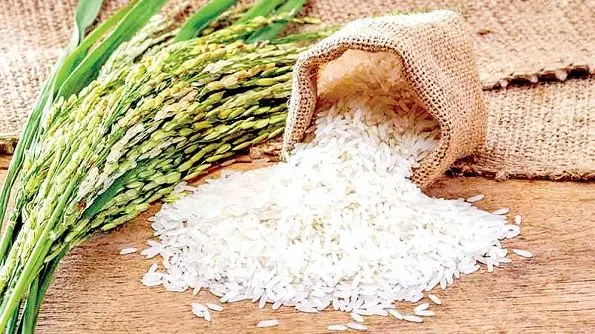 قیمت روز برنج ایرانی ۲۷ مهر ۱۴۰۴ - برنج هاشمی ۱۰ کیلویی چند؟