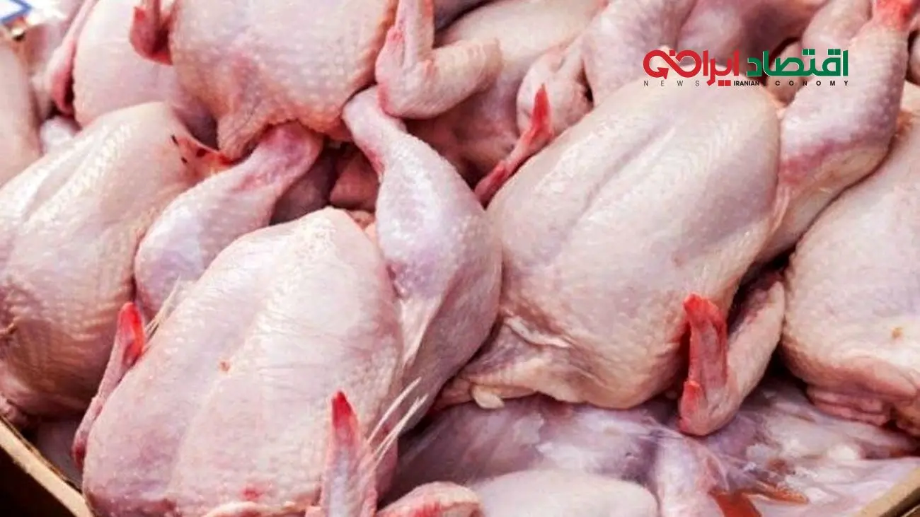 نتیجه تلخ قیمتگذاری دستوری؛ مرغ از سفرهها خداحافظی کرد !
