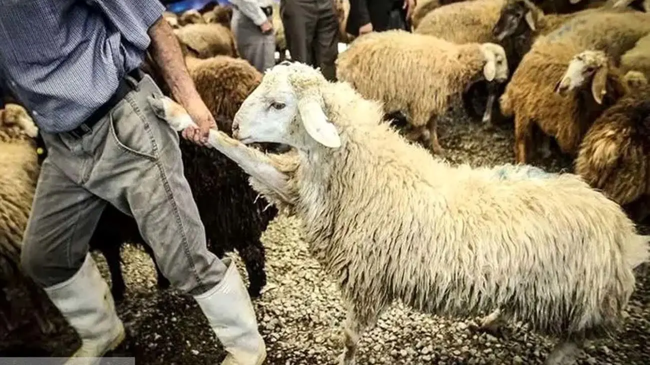 ارزانترین و گران ترین دام در کدام استان است؟/مظنه گوسفند زنده + جدول