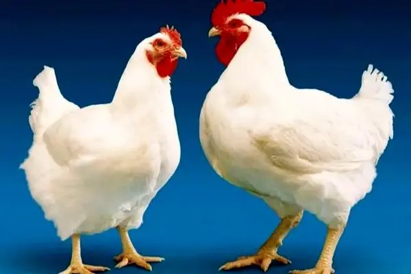 حقیقت ماجرای مصرف تریاک در مرغداری‌ها چیست؟