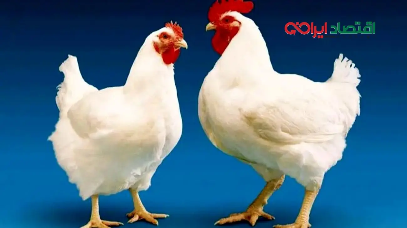 حقیقت ماجرای مصرف تریاک در مرغداری‌ها چیست؟