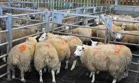 قیمت دام زنده امروز ۲۸ مهر 1404 + جدول