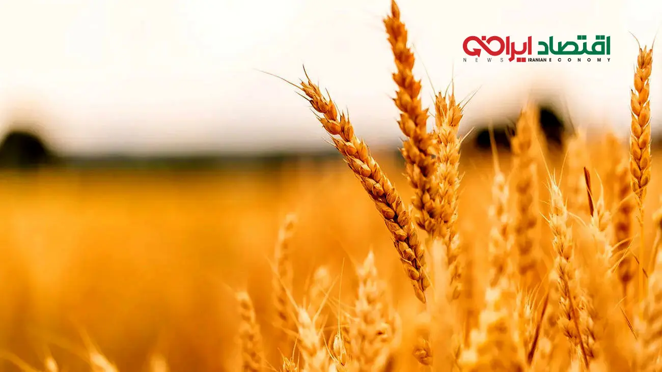 نرخ جدید خرید تضمینی گندم اعلام شد