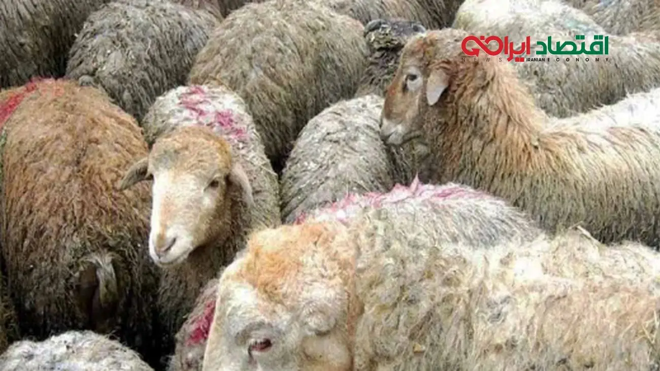 بازار گوساله زنده نوسانی شد /قیمت انواع دام زنده امروز ۱ اردیبهشت