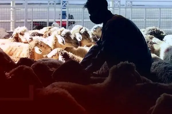 قیمت دام زنده امروز ۲۲ آبان 1404 + جدول