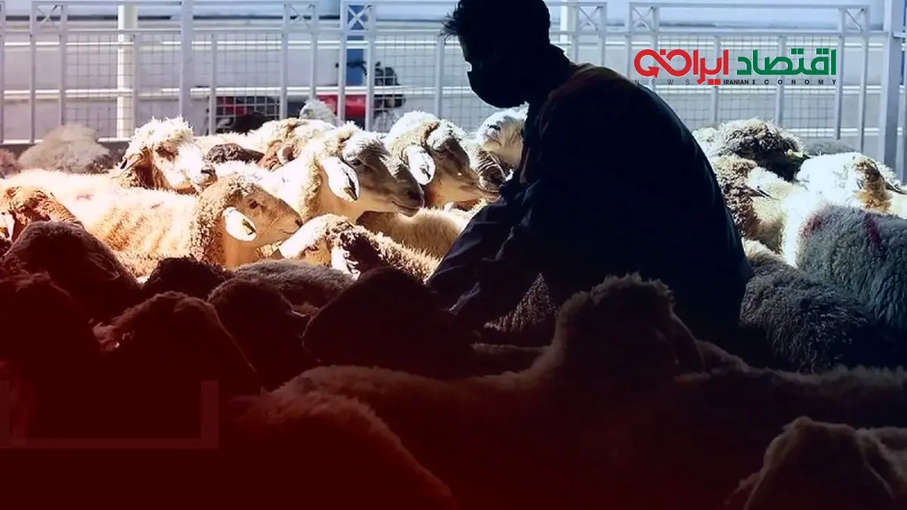 قیمت دام زنده امروز ۲۲ آبان 1404 + جدول