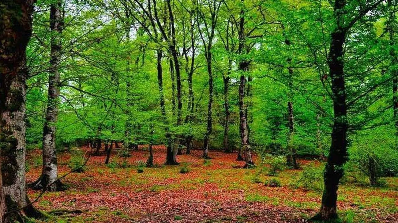 درخت ها خشکسالی ها را پیش بینی می کنند