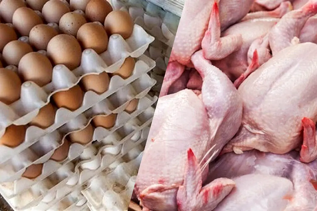 قیمت جدید مرغ و تخممرغ در میادین میوه و تره بار / شانه 30 تایی تخممرغ چند؟!