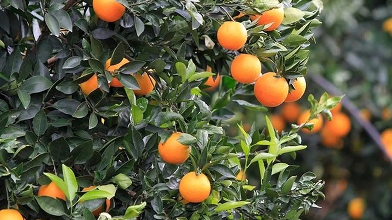 قیمت سیب و پرتقال شب عید هنوز مشخص نشده