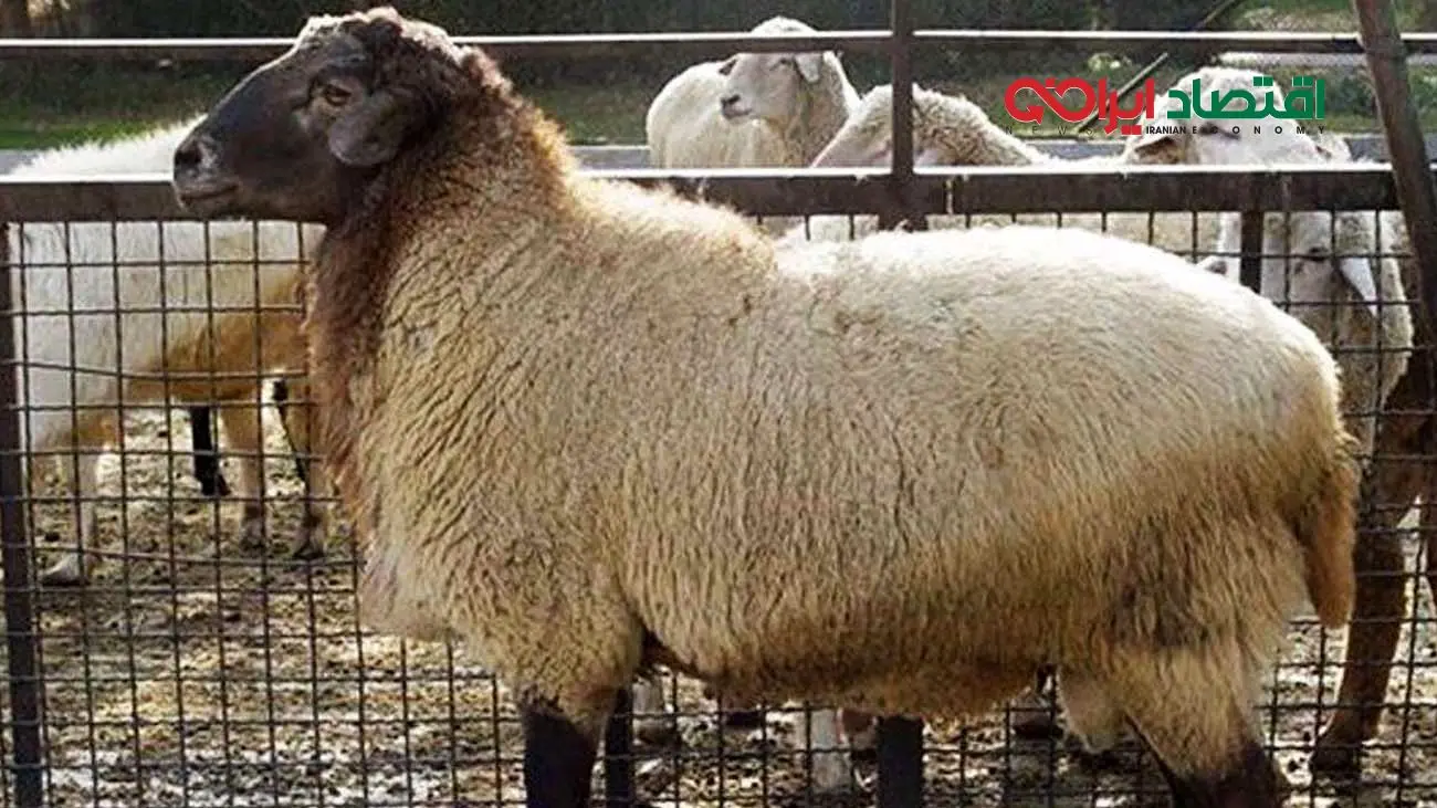 بررسی بازار دام زنده/ دام سبک در کدام استان ارزان تراست؟
