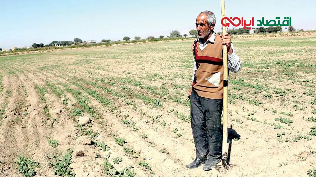 زنگ خطر تامین غذا در کشور به صدا درآمد / جمعیت کشاورزان هرسال کمتر از پارسال