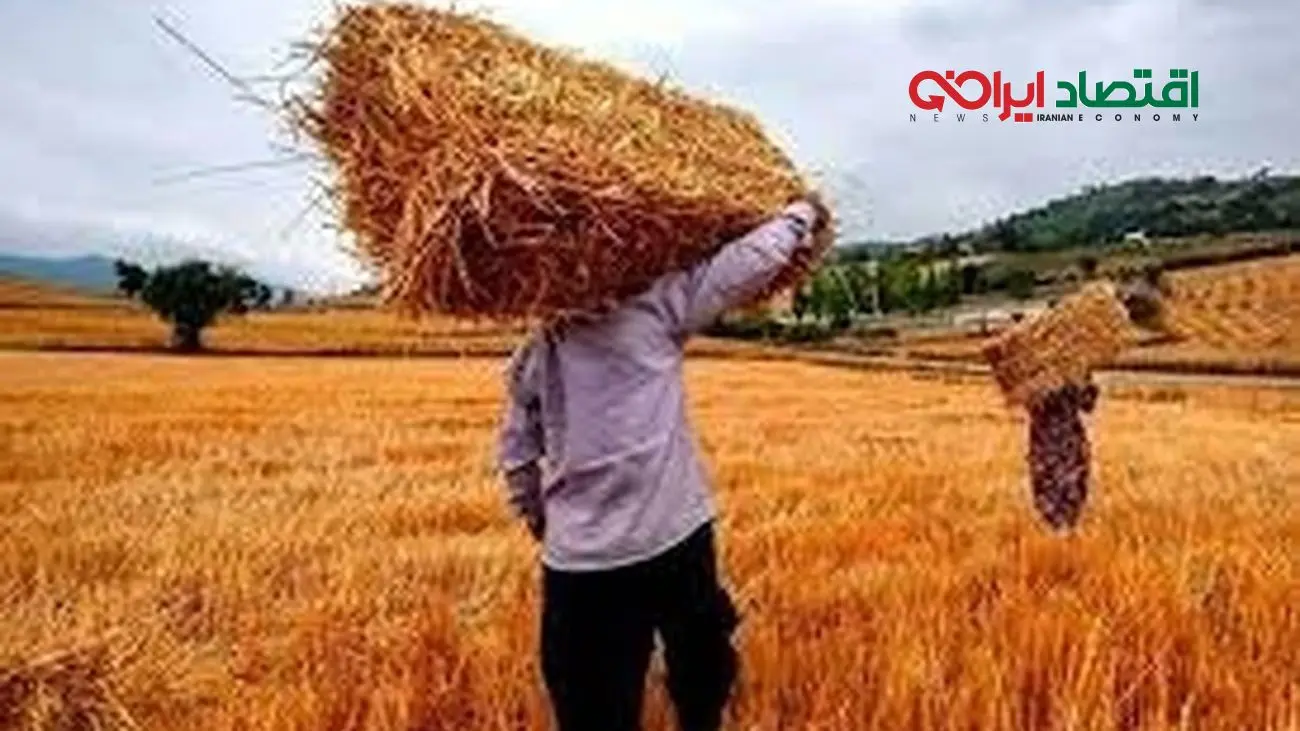 گندمکاران بخوانند: اطلاعیه مهم درباره قیمت و پرداخت مطالبات