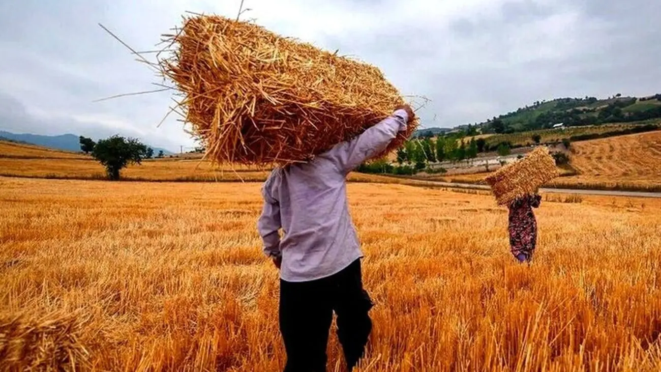 مطالبات گندم کاران به زودی پرداخت می شود