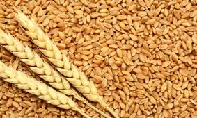 5 میلیون تن گندم از 309 هزار کشاورز خریداری شد