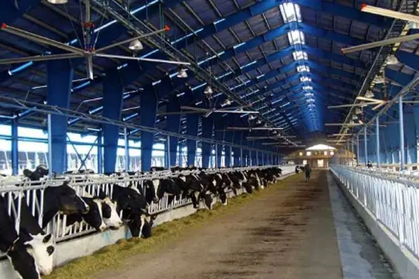قیمت دام زنده امروز ۲۳ اردیبهشت  ۱۴۰۴؛ گوسفند زنده چند؟