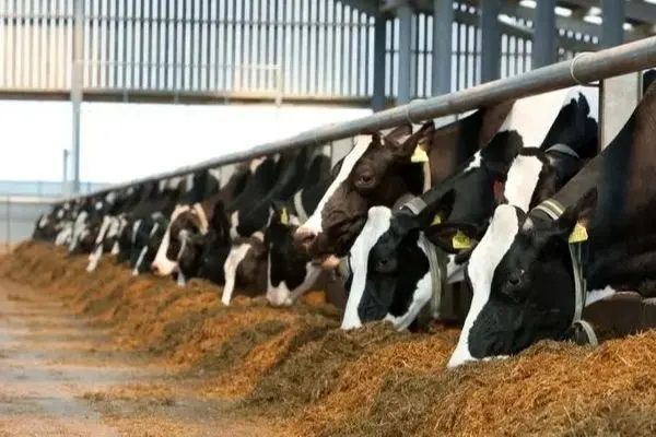 شوک بزرگ به بازار: گوشت و لبنیات کمیاب شدند!