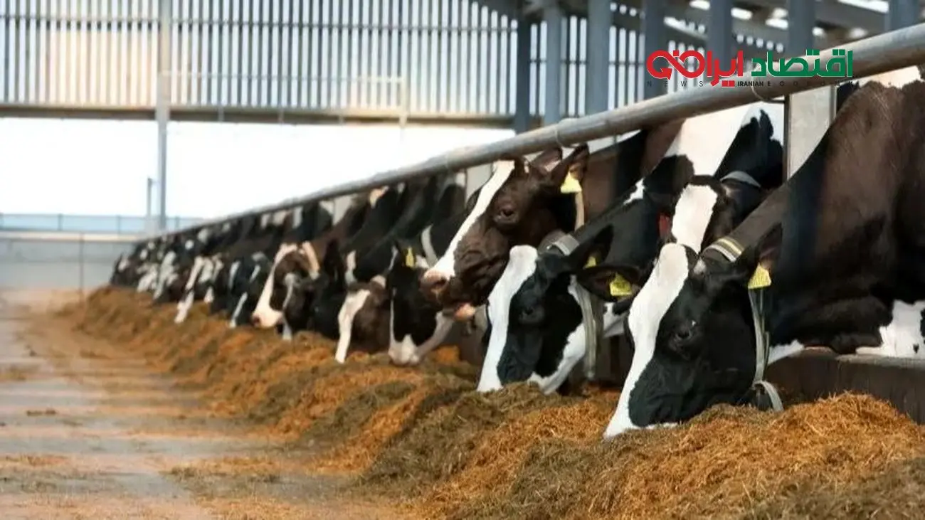 شوک بزرگ به بازار: گوشت و لبنیات کمیاب شدند!