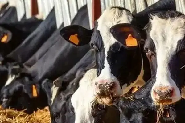 خبر رسمی درباره قیمت لبنیات که همه منتظرش بودند!