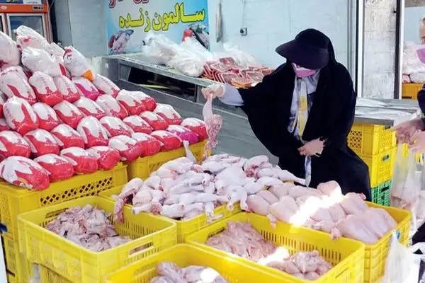 قیمت مرغ شانه خالی کرد! پرش ۱۵۵ هزار تومانی در یک هفته