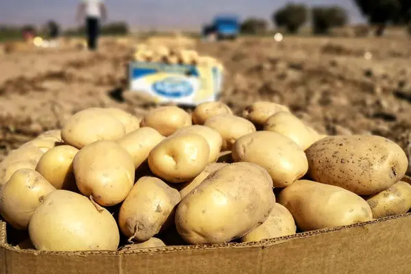 قیمت سیب زمینی هم نجومی شد!