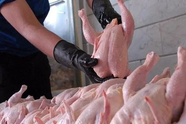 آیا دلالان مقصر افزایش قیمت مرغ هستند؟ پیش‌بینی قیمت ۵۰۰ هزارتومانی!