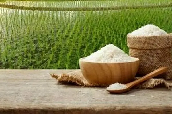 لیست قیمت انواع برنج ایرانی مهر ۱۴۰۴ / برنج هاشمی، صدری، شیرودی و...کیلویی چند شد؟ + جدول