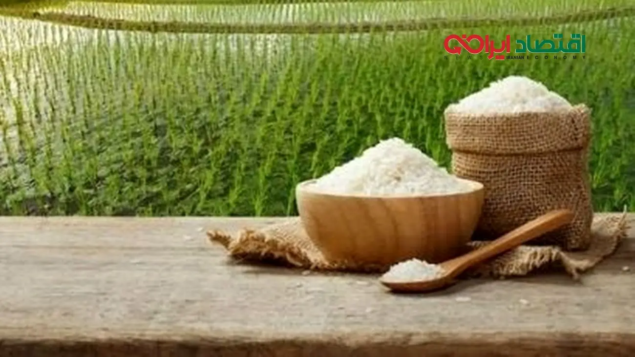 لیست قیمت انواع برنج ایرانی مهر ۱۴۰۴ / برنج هاشمی، صدری، شیرودی و...کیلویی چند شد؟ + جدول