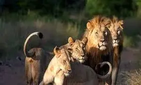 فیلم حیرت آور از جدال وحشتناک شیرهای ماده با شیر جوان بی تجربه ! 