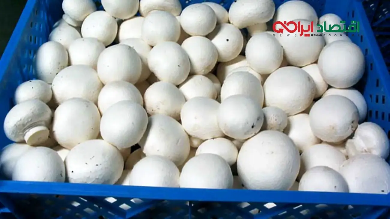 از سوپرمارکت تا میوه‌فروشی: قیمت قارچ چقدر است؟