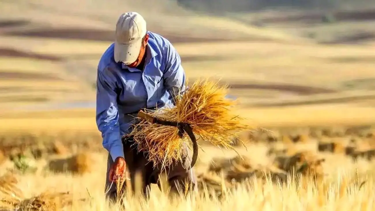 قیمت جدید گندم بالاخره مشخص شد؟ + جزییات