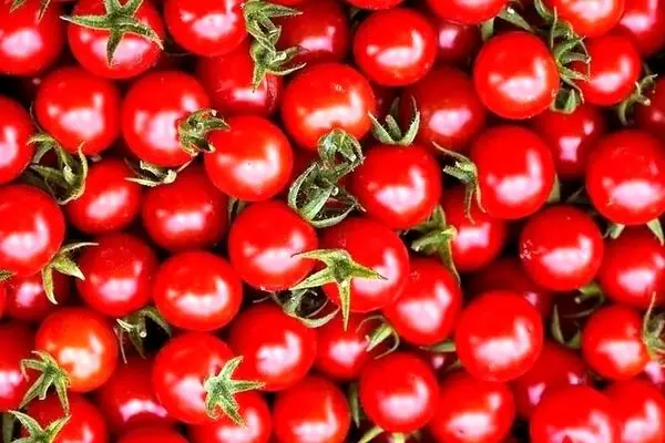 خبر خوش برای خریداران گوجه! تاریخ دقیقی که ارزان می‌شود