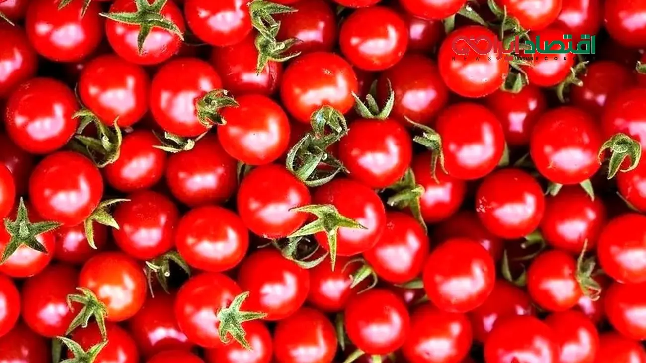 خبر خوش برای خریداران گوجه! تاریخ دقیقی که ارزان می‌شود