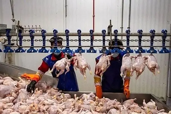 کشف علت عجیب لاغری مرغ‌های موجود در بازار!