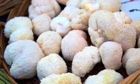 نقش قارچ یال شیر در تقویت حافظه