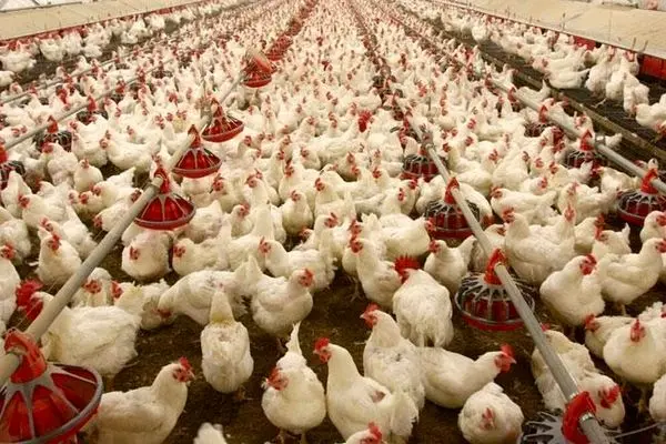 قیمت مرغ در آستانه انفجار؛ واردات خوراک مرغداری‌ها متوقف شد