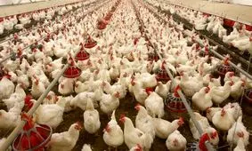 قیمت مرغ در آستانه انفجار؛ واردات خوراک مرغداری‌ها متوقف شد