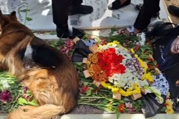 سگ رضا داوود نژاد و زاری سوزناک بر سر مزارش؛ عشق واقعی حیوان به انسان!