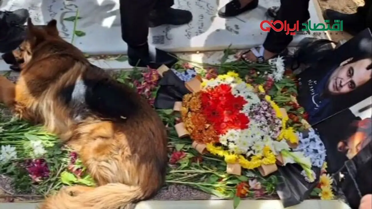 سگ رضا داوود نژاد و زاری سوزناک بر سر مزارش؛ عشق واقعی حیوان به انسان!