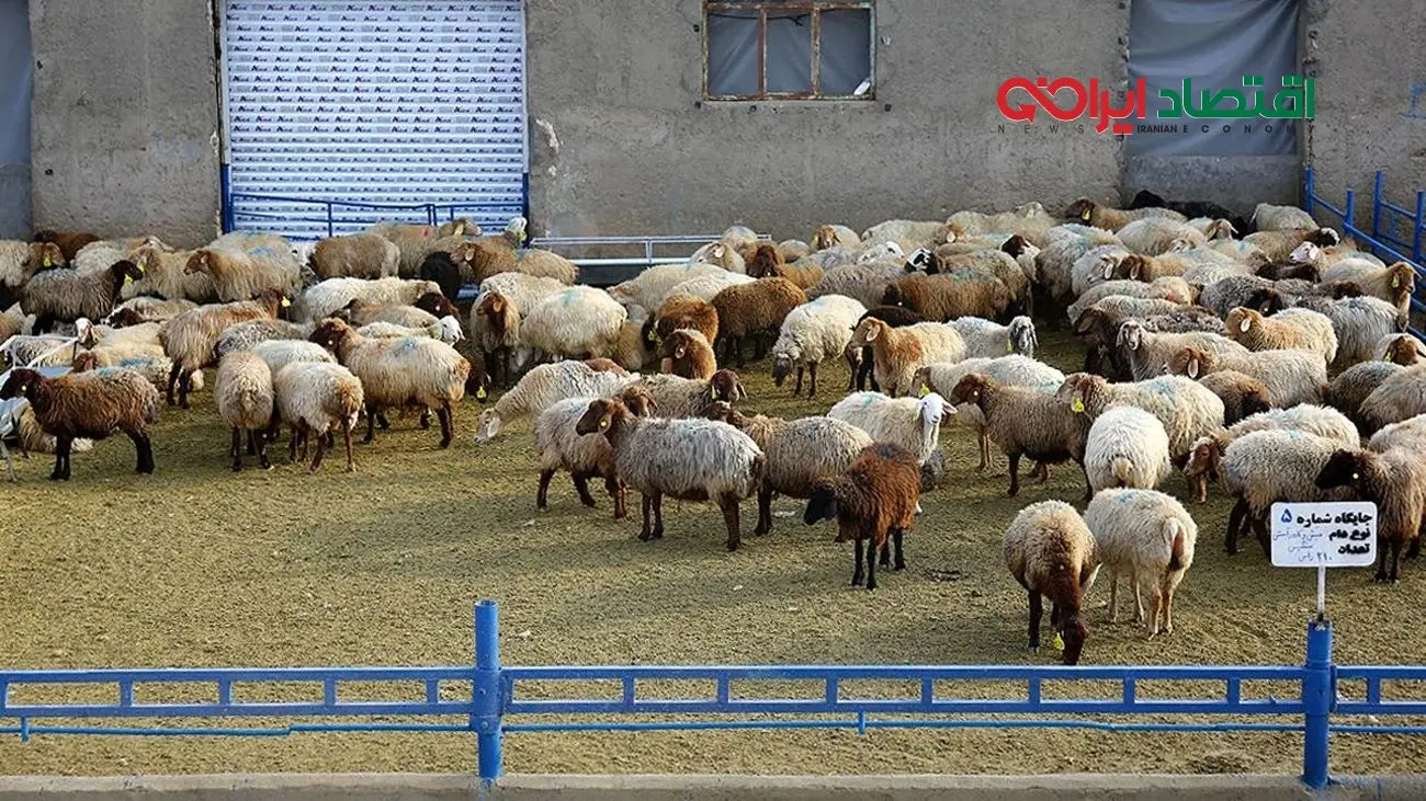 قیمت دام زنده امروز 14 آبان 1404 + جدول