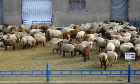 قیمت دام زنده امروز 14 آبان 1404 + جدول