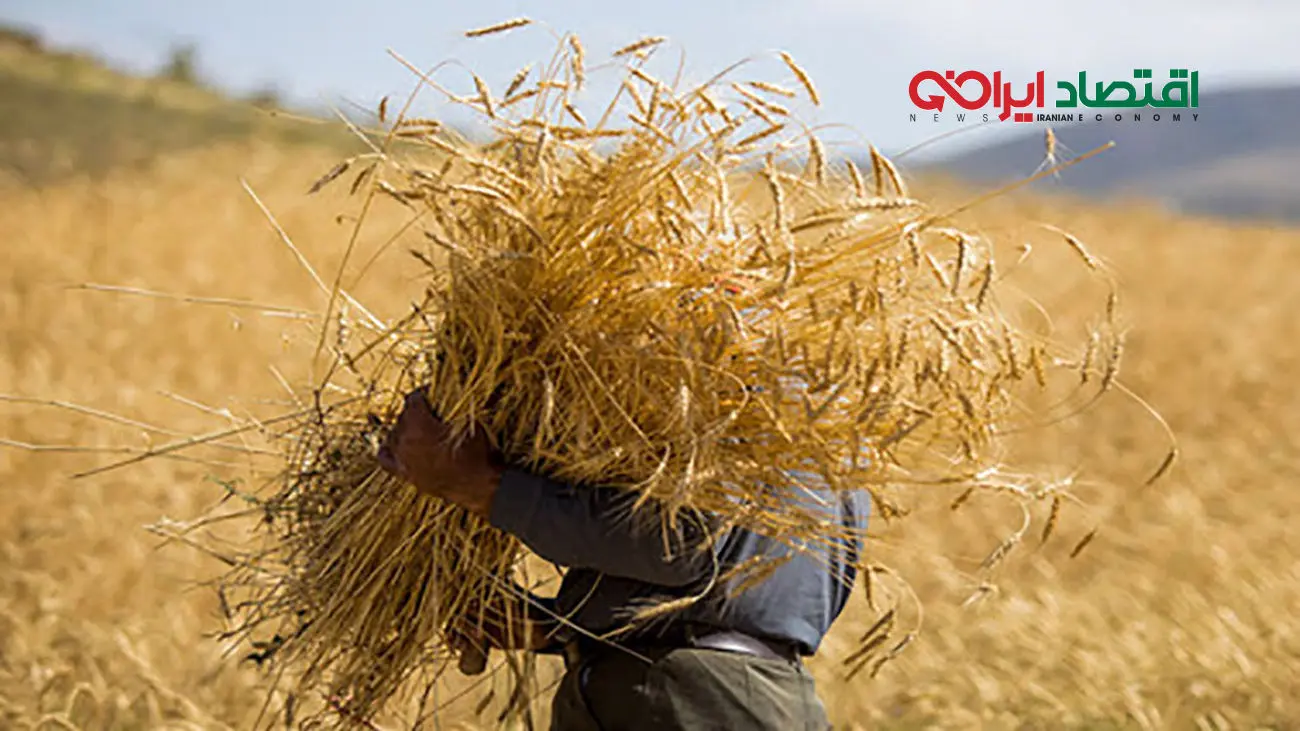 حساب گندمکاران شارژ شد / باقی مانده مطالبات گندمکاران چه زمانی پرداخت می شود؟
