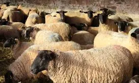 قیمت روز دام زنده 27 مهر 1404 + جدول