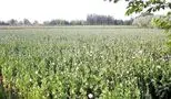 تصویب قانون جدید/ کِشت خشخاش در ایران آزاد شد