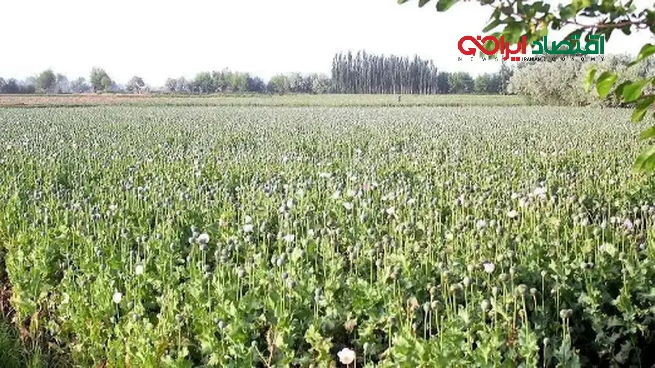 تصویب قانون جدید/ کِشت خشخاش در ایران آزاد شد