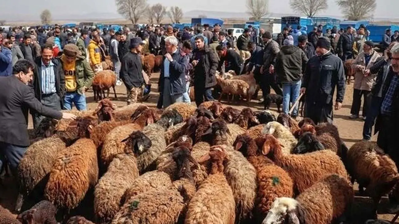 قیمت دام زنده امروز ۹ خرداد ۱۴۰۳ مشخص شد